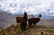 Llamas