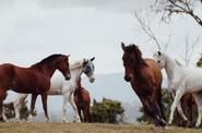 Horses