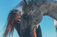 Horse Connection