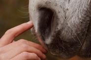 Time with Horses