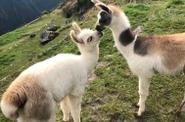 Llamas