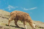 Llama in mountains