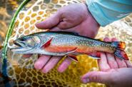 Hands-on fishing