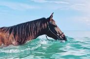 swimming with horses