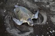 turtle sightseeing tour