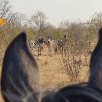 Zimbabwe Horse Safari