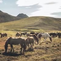 Horses in the field
