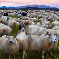 Iceland Sheep