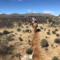Arizona Horse riding