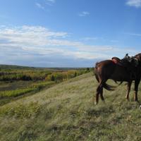Horse in the field 