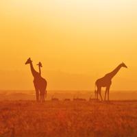 Kenya Safari