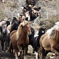 Horse round up