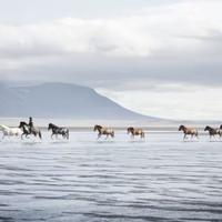 Iceland Riding