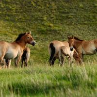 Mongolia Travel