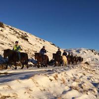 Iceland Horse Riding