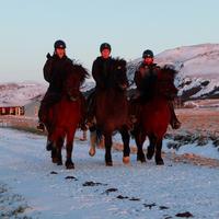 Iceland Horse Riding