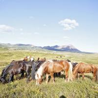 Icelandic Horses