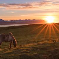 Icelandic horse