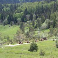 Slovenia Horse Riding