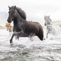 Horses in the river
