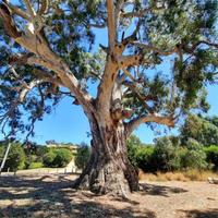 big tree near Melbourne