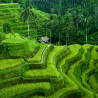 Local landscape 
