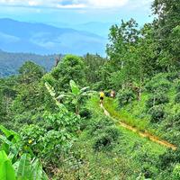 Local landscape 
