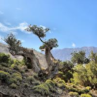 Local landscapes 