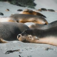 Seals