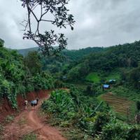 Local landscape 