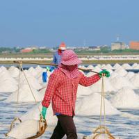 Gathering rice 
