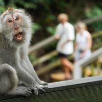 Monkey forest 