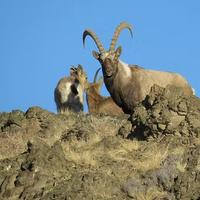 Mountain goats 