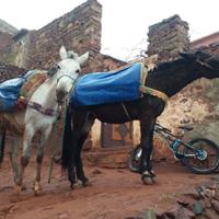 Horses 
