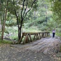 bridge in lush forest