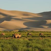 Camels 