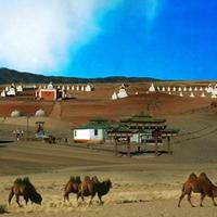 Camels walking 