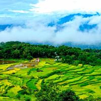 Local landscape 