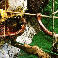 Honey Hunting Nepal