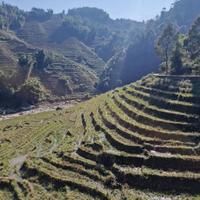 Local landscape 
