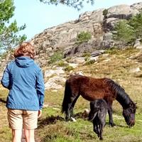 Wild Horses