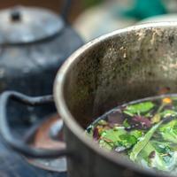 Ayahuasca Ceremony