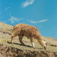Llama in mountains