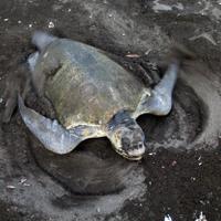 turtle sightseeing tour