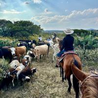 Hosreriding