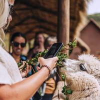 Alpacas