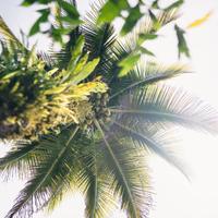 Jungle