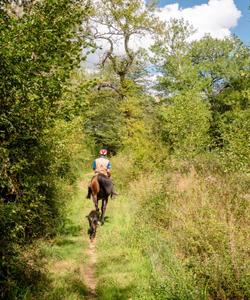 Horse in the forest