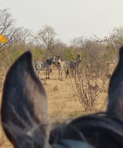 Zimbabwe Horse Safari