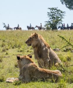 Kenya Safari